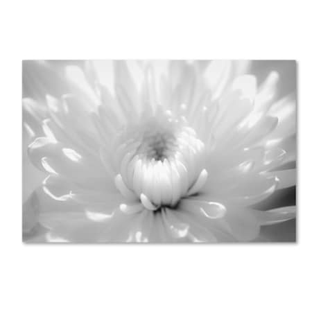 PIPA Fine Art 'Infrared Flower 2' Canvas Art,16x24